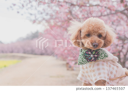 Kawazu cherry tree and rape blossoms Kawazu cherry tree and rape blossoms 137465507