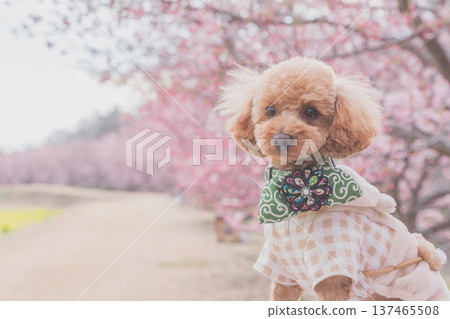 Kawazu cherry tree and rape blossoms Kawazu cherry tree and rape blossoms 137465508