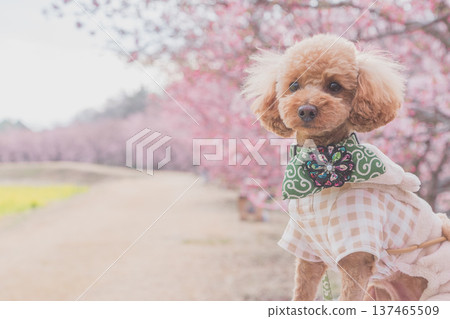 Kawazu cherry tree and rape blossoms Kawazu cherry tree and rape blossoms 137465509