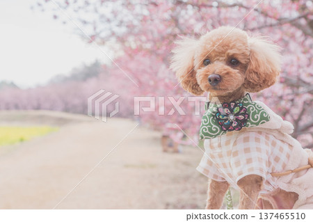 河津櫻花和油菜花 137465510