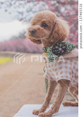 河津櫻花和油菜花 河津櫻花和油菜花 137465518