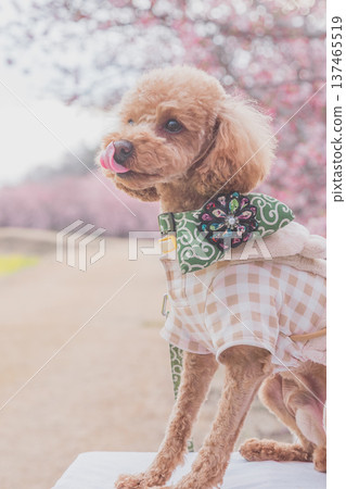 河津櫻花和油菜花 137465519