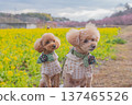Kawazu cherry tree and rape blossoms 137465526