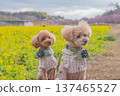 Kawazu cherry tree and rape blossoms 137465527