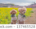 Kawazu cherry tree and rape blossoms 137465528