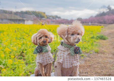 Kawazu cherry tree and rape blossoms 137465528