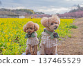 Kawazu cherry tree and rape blossoms 137465529