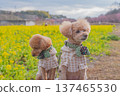 Kawazu cherry tree and rape blossoms 137465530