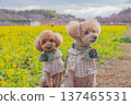Kawazu cherry tree and rape blossoms 137465531