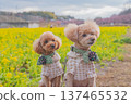Kawazu cherry tree and rape blossoms 137465532