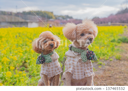 Kawazu cherry tree and rape blossoms 137465532