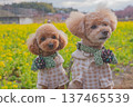 Kawazu cherry tree and rape blossoms 137465539