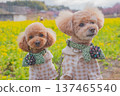 Kawazu cherry tree and rape blossoms 137465540