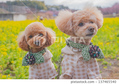 河津櫻花和油菜花 河津櫻花和油菜花 137465540