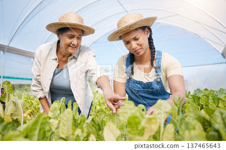 Farming, agriculture and women talking of plants in greenhouse for sustainability. Farmer people working together for eco lifestyle, agro startup or organic food, vegetable or lettuce for wellness 137465643