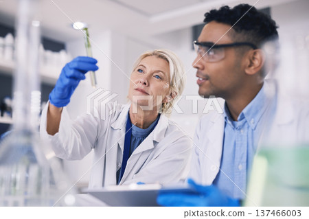Science, leaves in test tube and man with woman in laboratory, research and thinking with nature. Biotechnology, agro study and scientist team with plants, lab technician checking solution in glass. Science, leaves in test tube and man with woman in laboratory, research and thinking with nature. Biotechnology, agro study and scientist team with plants, lab technician checking solution in glass. 137466003