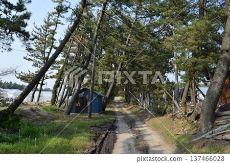Forest Road Shonai Forest, Yamagata Prefecture Forest Road Shonai Forest, Yamagata Prefecture 137466028