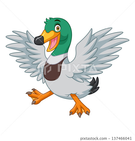 Cartoon mallard duck  isolated on white background 137466041