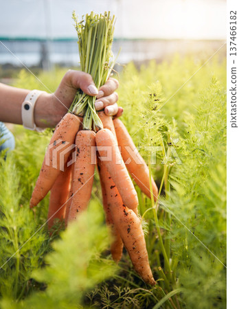 Farmer holding carrots in hand, plants at sustainable small business in agriculture and natural organic food. Person at agro greenhouse, vegetable harvest and growth in garden with eco friendly pride Farmer holding carrots in hand, plants at sustainable small business in agriculture and natural organic food. Person at agro greenhouse, vegetable harvest and growth in garden with eco friendly pride 137466182