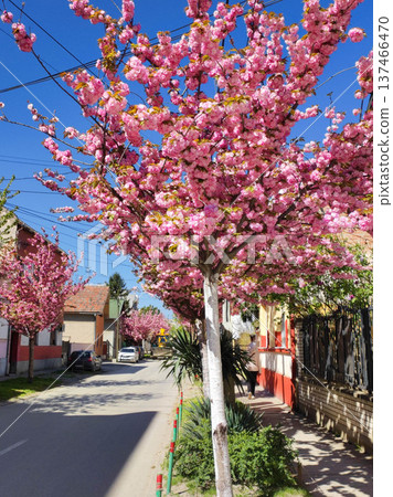 Blooming pink cherry blossom tree Blooming pink cherry blossom tree 137466470