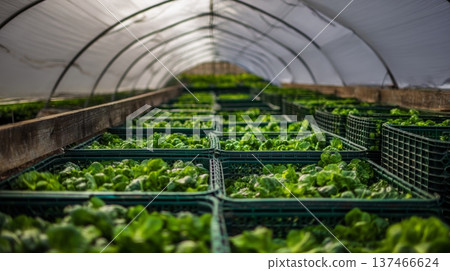 Workers are busy transporting fresh greens inside a greenhouse. They move baskets filled with lettuce along rows of plants. Sunlight filters through greenhouse arches. Workers are busy transporting fresh greens inside a greenhouse. They move baskets filled with lettuce along rows of plants. Sunlight filters through greenhouse arches. 137466624