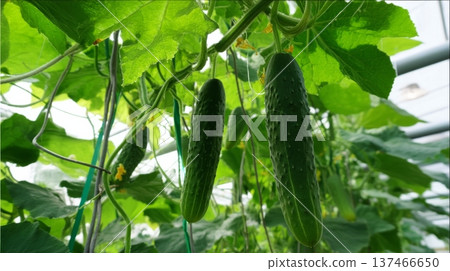 Greenhouse workers check cucumber plants with healthy leaves and growing cucumbers. Staff inspect for growth and monitor plant health near the end of the day. 137466650