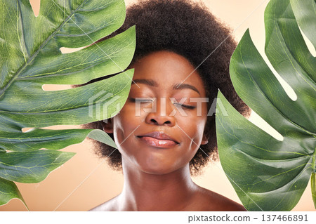Woman, face and monstera leaves for beauty, natural cosmetics and aesthetic wellness on studio background. Happy african model, green plants and sustainability of vegan dermatology, skincare and glow Woman, face and monstera leaves for beauty, natural cosmetics and aesthetic wellness on studio background. Happy african model, green plants and sustainability of vegan dermatology, skincare and glow 137466891