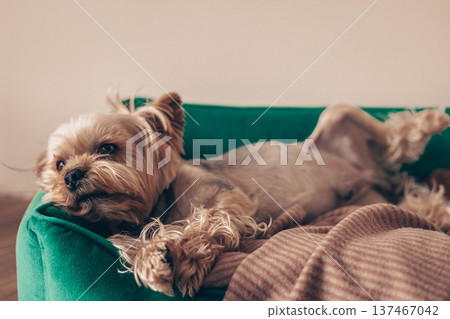 Cute Yorkshire Terrier dog sleeping on a green velvet pet bed. Cozy home atmosphere with soft blanket. Concept of pet comfort, domestic animal care, and indoor relaxation. Minimalist aesthetic. Cute Yorkshire Terrier dog sleeping on a green velvet pet bed. Cozy home atmosphere with soft blanket. Concept of pet comfort, domestic animal care, and indoor relaxation. Minimalist aesthetic. 137467042