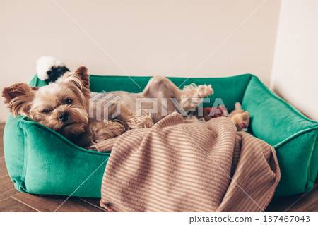 Cute Yorkshire Terrier dog sleeping on a green velvet pet bed. Cozy home atmosphere with soft blanket. Pet comfort, domestic animal, indoor relaxation Cute Yorkshire Terrier dog sleeping on a green velvet pet bed. Cozy home atmosphere with soft blanket. Pet comfort, domestic animal, indoor relaxation 137467043