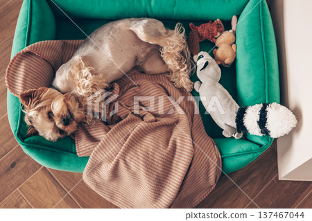 Cute Yorkshire Terrier dog sleeping on a green velvet pet bed. Cozy home atmosphere with soft blanket. Pet comfort, domestic animal, indoor relaxation 137467044
