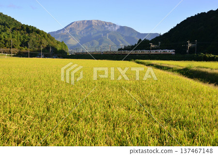 JR Central 313 series train running through the fields with ripening rice under the autumn sky JR Central 313 series train running through the fields with ripening rice under the autumn sky 137467148