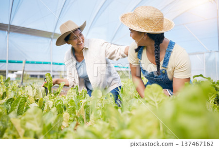 Farming, agriculture and teamwork with plants in greenhouse for sustainability. Happy women working together on farm for eco lifestyle, agro startup or organic food vegetable or lettuce for wellness 137467162