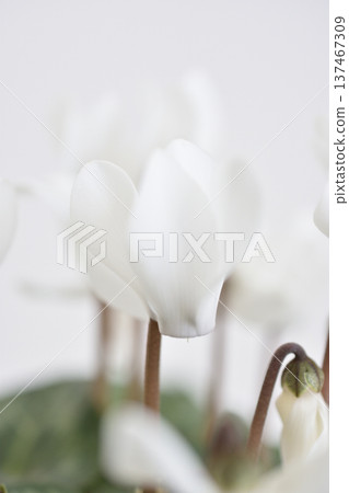 Garden cyclamen Garden cyclamen 137467309