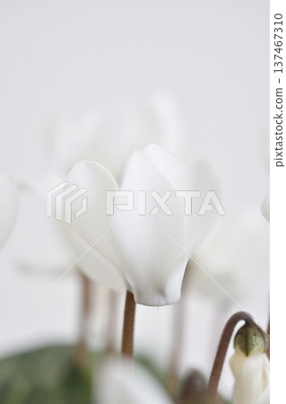 花園仙客來 花園仙客來 137467310