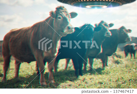 Farm abduction, spaceship and UFO with cow in field for fantasy, science fiction and alien invasion. Extraterrestrial, travel and flying saucer beam on cattle ranch for discovery, explore and mystery 137467417