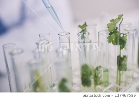 Science, plants in test tube and lab research on growth and development with leaves in nature. Biotechnology, pharmaceutical study and scientist with pipette, lab technician checking leaf in glass. 137467589
