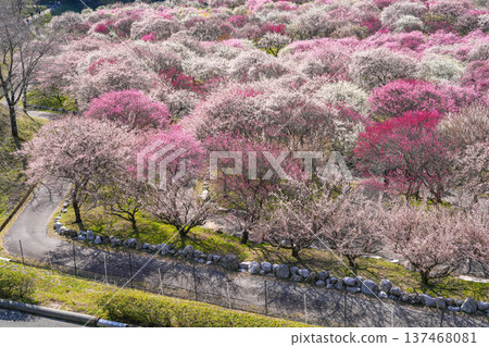 Inabe Agricultural Park Plum Garden Inabe Agricultural Park Plum Garden 137468081