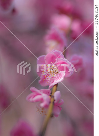稻部農業公園梅園 137468154