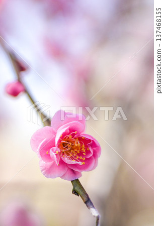 稻部農業公園梅園 稻部農業公園梅園 137468155