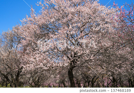 稻部農業公園梅園 137468189