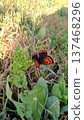 A butterfly resting on rape blossoms 137468296