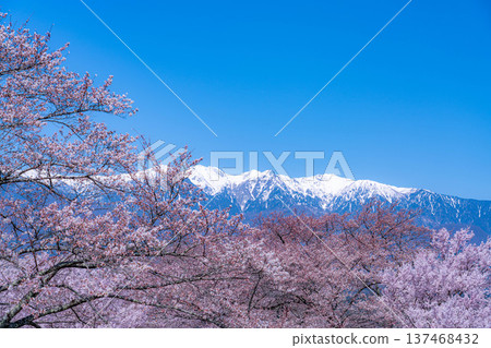 [Cherry Blossoms] Cherry blossoms and remaining snow on the Central Alps as seen from Okusa Castle Ruins Park [Nagano Prefecture] 137468432