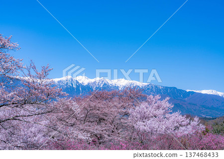 [Cherry Blossoms] Cherry blossoms and remaining snow on the Central Alps as seen from Okusa Castle Ruins Park [Nagano Prefecture] 137468433