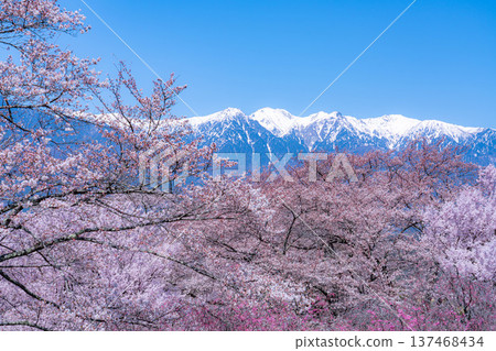 [櫻花] 從大草城跡公園眺望中央阿爾卑斯的櫻花與殘雪[長野縣] 137468434
