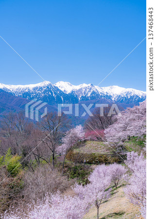 [Cherry Blossoms] Cherry blossoms and remaining snow on the Central Alps as seen from Okusa Castle Ruins Park [Nagano Prefecture] 137468443