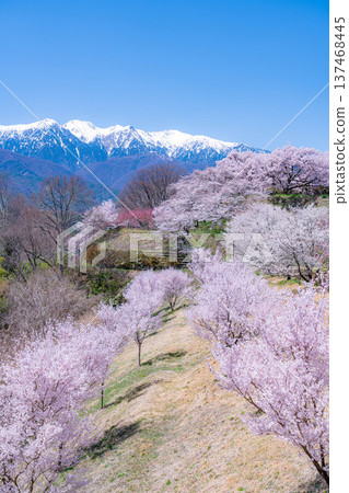 [Cherry Blossoms] Cherry blossoms and remaining snow on the Central Alps as seen from Okusa Castle Ruins Park [Nagano Prefecture] 137468445