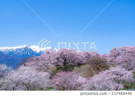 [Cherry Blossoms] Cherry blossoms and remaining snow on the Central Alps as seen from Okusa Castle Ruins Park [Nagano Prefecture] 137468446