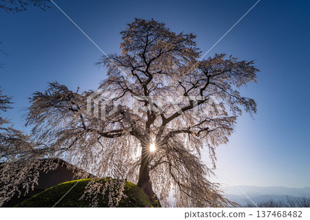 [Cherry Blossom Material] Ishizuka Cherry Blossoms in Omi Village Bathed in the Morning Sun [Nagano Prefecture] 137468482