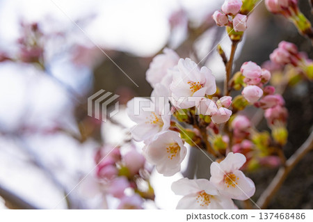 [Cherry Blossom Material] Ishizuka Cherry Blossoms in Omi Village Bathed in the Morning Sun [Nagano Prefecture] 137468486