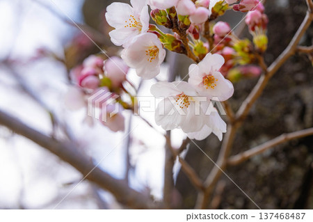 [Cherry Blossom Material] Ishizuka Cherry Blossoms in Omi Village Bathed in the Morning Sun [Nagano Prefecture] 137468487